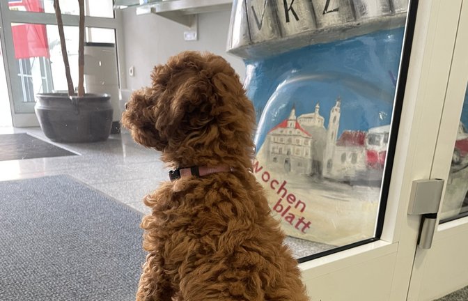 Niedlichkeits-Alarm herrschte gestern kurzzeitig im VKZ-Service-Center, als Kollegin Sina Ziegler ihren zehn Wochen alte Goldendoodle namens Rosi vorstellte.  <span class='image-autor'>Foto: Göller</span>