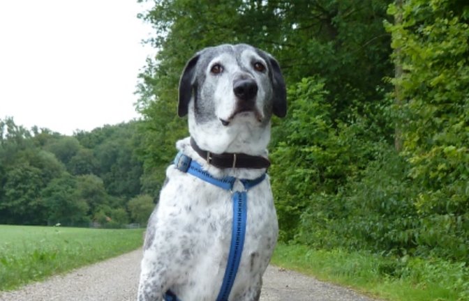 Hunde sind der beste Freund des Menschen, können aber beißen. Symbolbild: sr