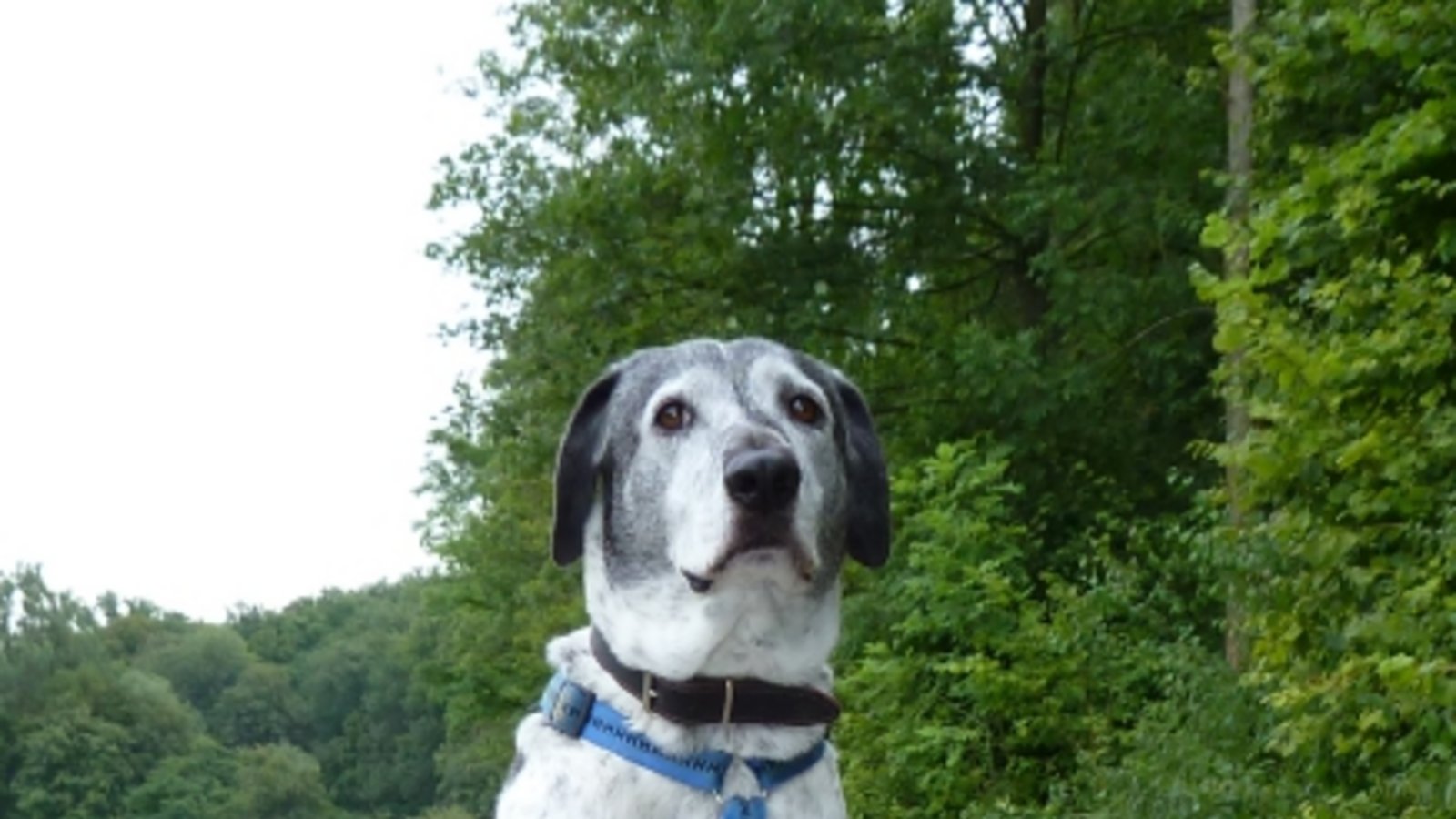 Hunde sind der beste Freund des Menschen, können aber beißen. Symbolbild: sr