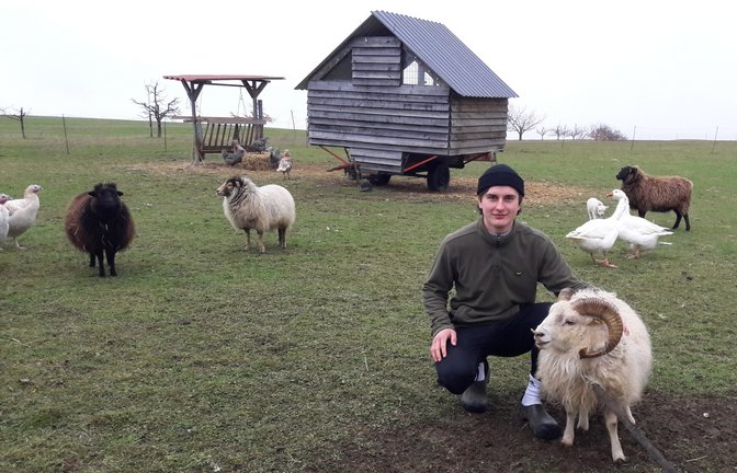 Jacob Jungclaussen ist der Hüter der wohl buntesten Tier-WG auf Vaihinger Markung. Spaziergänger in Aurich freuen sich schon viele Jahre über die Gesellschaft aus Puten Hühnern, Gänsen und Bretonischen Zwergschafen, hier schon mit Nachwuchs. <span class='image-autor'>Foto: sr</span>