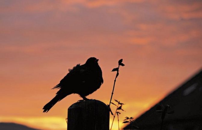 „Der frühe Vogel fängt nicht immer einen Wurm, er genießt den Sonnenaufgang und zwitschert ein Lied“, schreibt Rudi Thalhäuser aus Gündelbach zu seinem Foto. Vermutlich hat er eine Amsel beim Morgenkonzert erwischt.