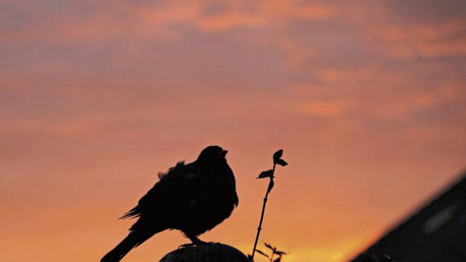 „Der frühe Vogel fängt nicht immer einen Wurm, er genießt den Sonnenaufgang und zwitschert ein Lied“, schreibt Rudi Thalhäuser aus Gündelbach zu seinem Foto. Vermutlich hat er eine Amsel beim Morgenkonzert erwischt.