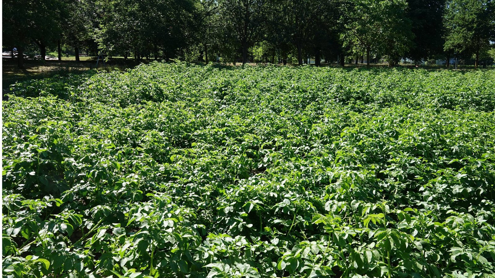 Kartoffel (Solanum tuberosum): Auch die Kartoffel (hier eine Blüte eine der Kartoffelpflanze) zählt zu den Giftpflanzen. Gegessen wird sie trotzdem – völlig gefahrlos. Des Rätsels Lösung ist folgendes: Bei der Kartoffel sind nur die grünen Teile giftig. Grüne Partien an den Knollen, die sie bei zu heller Lagerung bekommen, müssen daher gründlich abgeschält werden.Foto: Imago/Zoonar Kartoffel (Solanum tuberosum): Auch die Kartoffel (hier eine Blüte eine der Kartoffelpflanze) zählt zu den Giftpflanzen. Gegessen wird sie trotzdem – völlig gefahrlos. Des Rätsels Lösung ist folgendes: Bei der Kartoffel sind nur die grünen Teile giftig. Grüne Partien an den Knollen, die sie bei zu heller Lagerung bekommen, müssen daher gründlich abgeschält werden.Foto: Imago/Zoonar