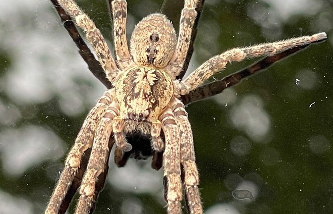Die Nosferatu-Spinne auf einem Autodach.<span class='image-autor'>Foto: Thomas Lutz/dpa/Thomas Lutz</span>