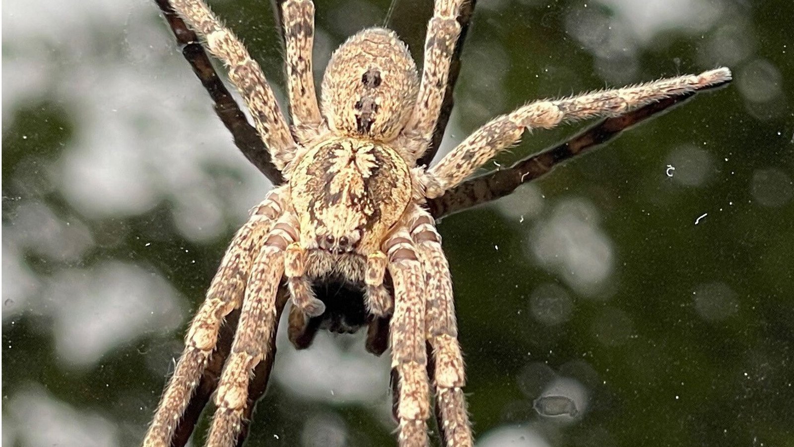 Die Nosferatu-Spinne auf einem Autodach.Foto: Thomas Lutz/dpa/Thomas Lutz