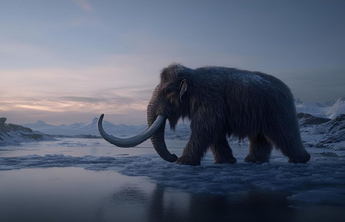 Vor 20.000 Jahren beherrschten noch Wollhaarmammuts die evreisen Tundren Europas.<span class='image-autor'>Foto: Imago/Wirestock</span>