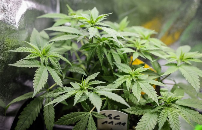 Sogenannte Cannabis-Clubs dürfen Gras anbauen,  müssen aber strenge Regeln befolgen.<span class='image-autor'>Foto: dpa/Christian Charisius</span>