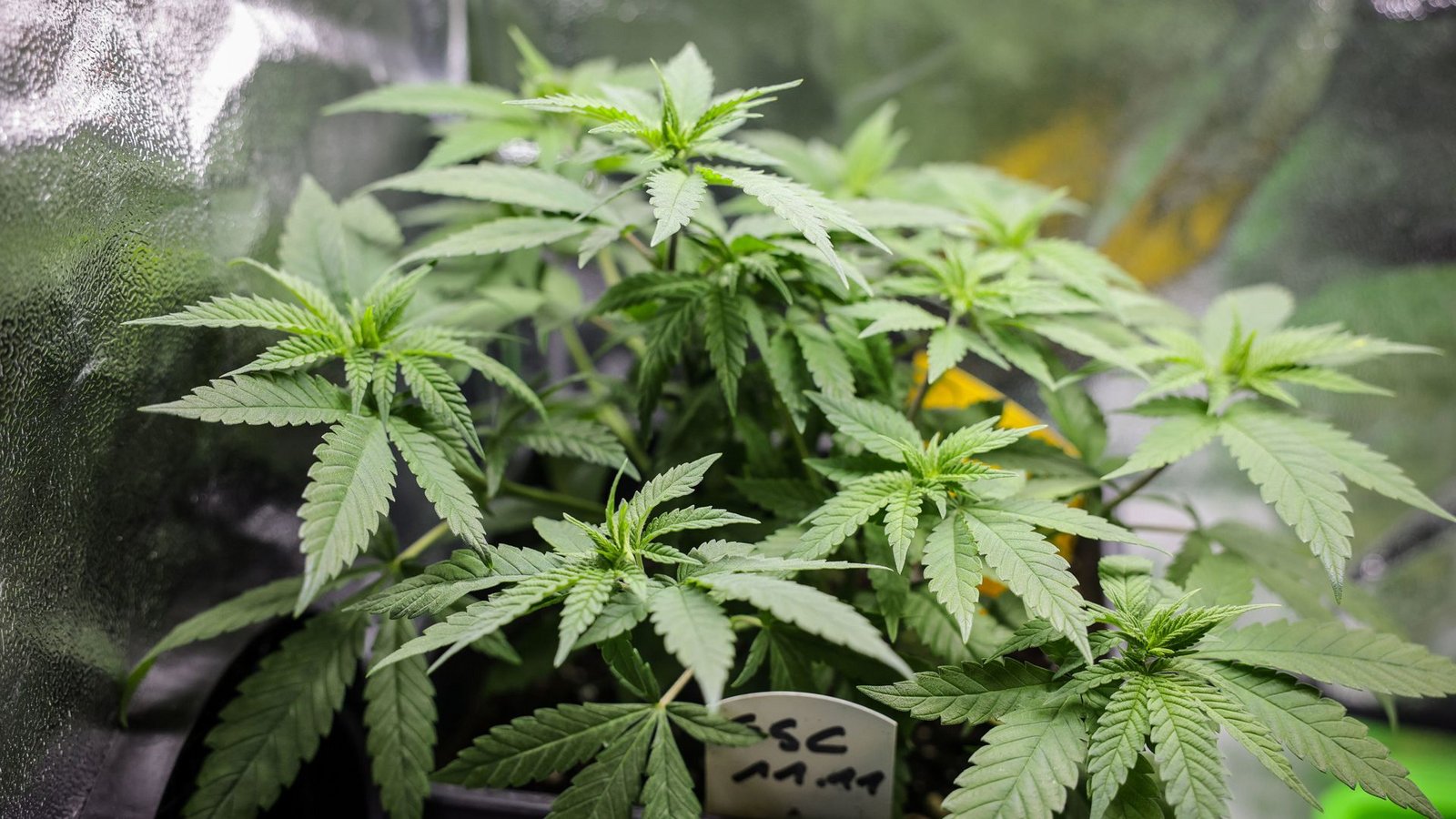 Sogenannte Cannabis-Clubs dürfen Gras anbauen, müssen aber strenge Regeln befolgen.Foto: dpa/Christian Charisius Sogenannte Cannabis-Clubs dürfen Gras anbauen, müssen aber strenge Regeln befolgen.Foto: dpa/Christian Charisius