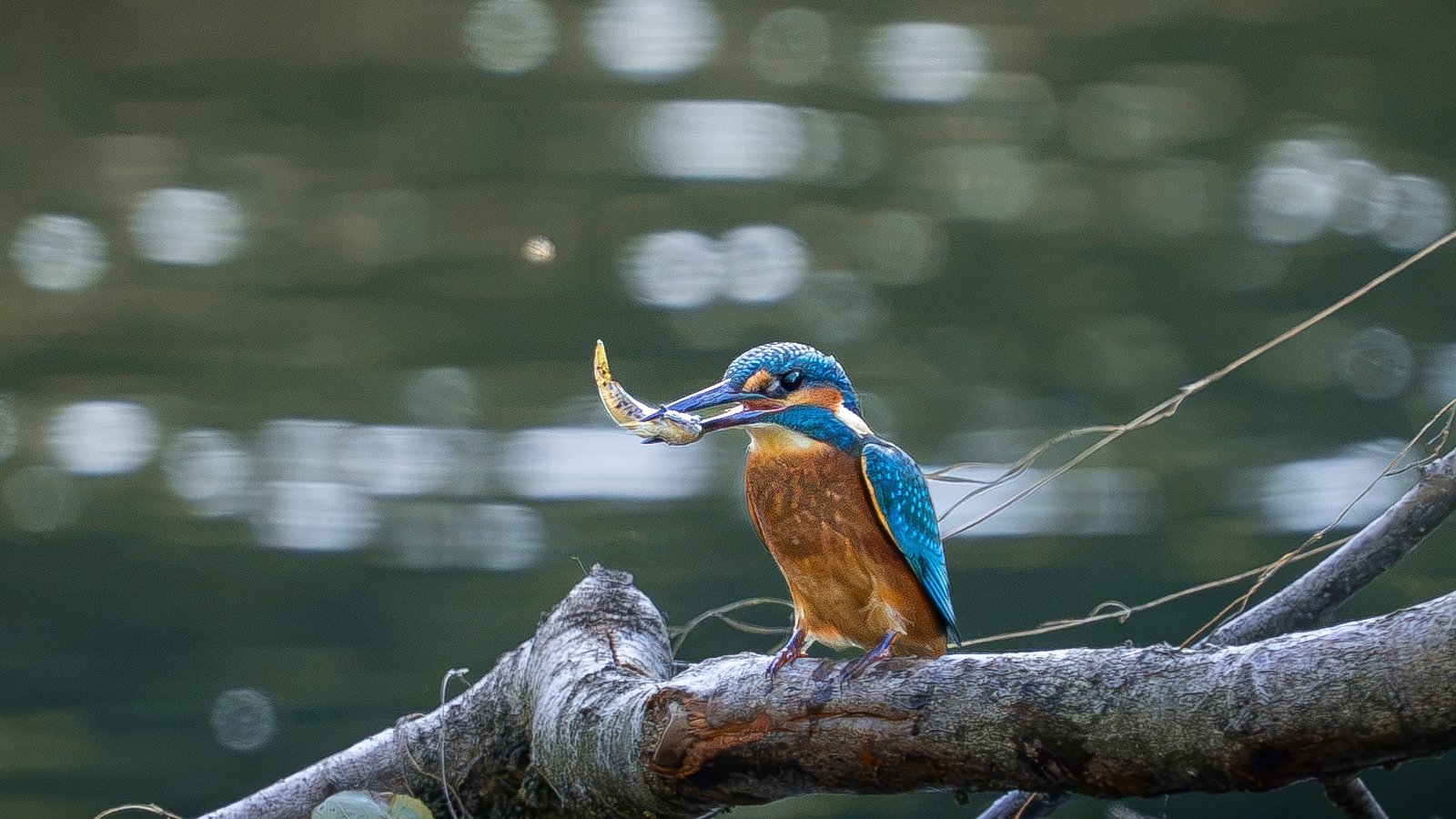eisvogel an der Enz Elijah Herth