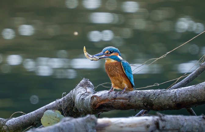 eisvogel an der Enz Elijah Herth