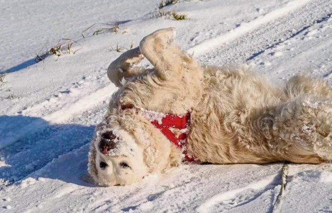 Bei Schnee steht die Welt der Hündin Zoey Kopf.  Foto: Mede