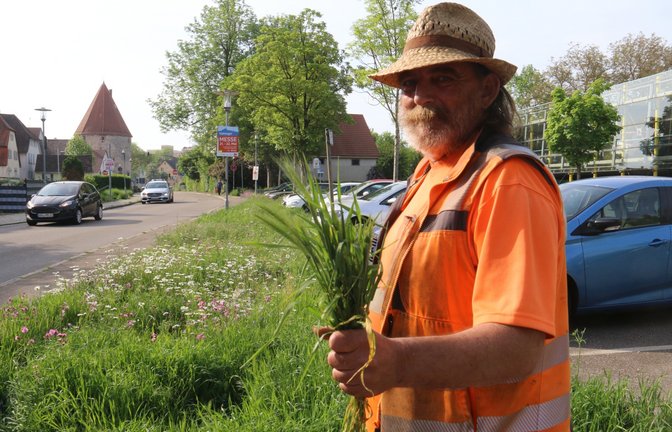 Mäuse-Gerste – die ist Bernd Boosz vom Bauhof ein Dorn im Auge. Ansonsten werde die Blumenwiese, die sich am Köpfwiesenparkplatz entwickelt hat, gefördert. <span class='image-autor'>Foto: Rücker</span>