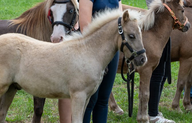 Beim Pferdemarkt sind in zwei Fällen Ponys tierschutzwidrig behandelt worden. Für die Täter soll das Folgen haben.  Symbolbild: VKZ