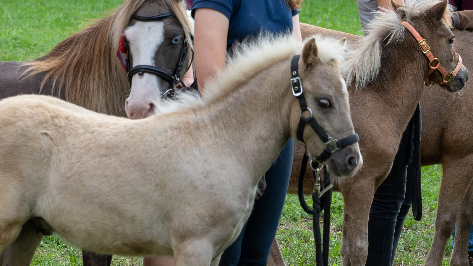 Beim Pferdemarkt sind in zwei Fällen Ponys tierschutzwidrig behandelt worden. Für die Täter soll das Folgen haben.  Symbolbild: VKZ