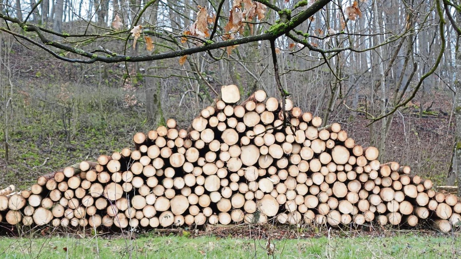Bilder wie diese wird es in Oberriexingen dieses Jahr wohl keine geben. Für das Holz im Wald der Enzstadt fällt in dieser Saison kein Hieb. Foto: Archiv Bilder wie diese wird es in Oberriexingen dieses Jahr wohl keine geben. Für das Holz im Wald der Enzstadt fällt in dieser Saison kein Hieb. Foto: Archiv