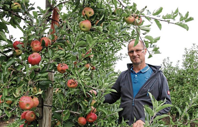 Gegen das Volksbegehren „Rettet die Bienen“: Andreas Beck, Vorsitzender des Arbeitskreises Erwerbsobstbau Kreis Ludwigsburg, in einer vom Hagel geschädigten Apfelplantage in Nussdorf. Foto: Bögel
