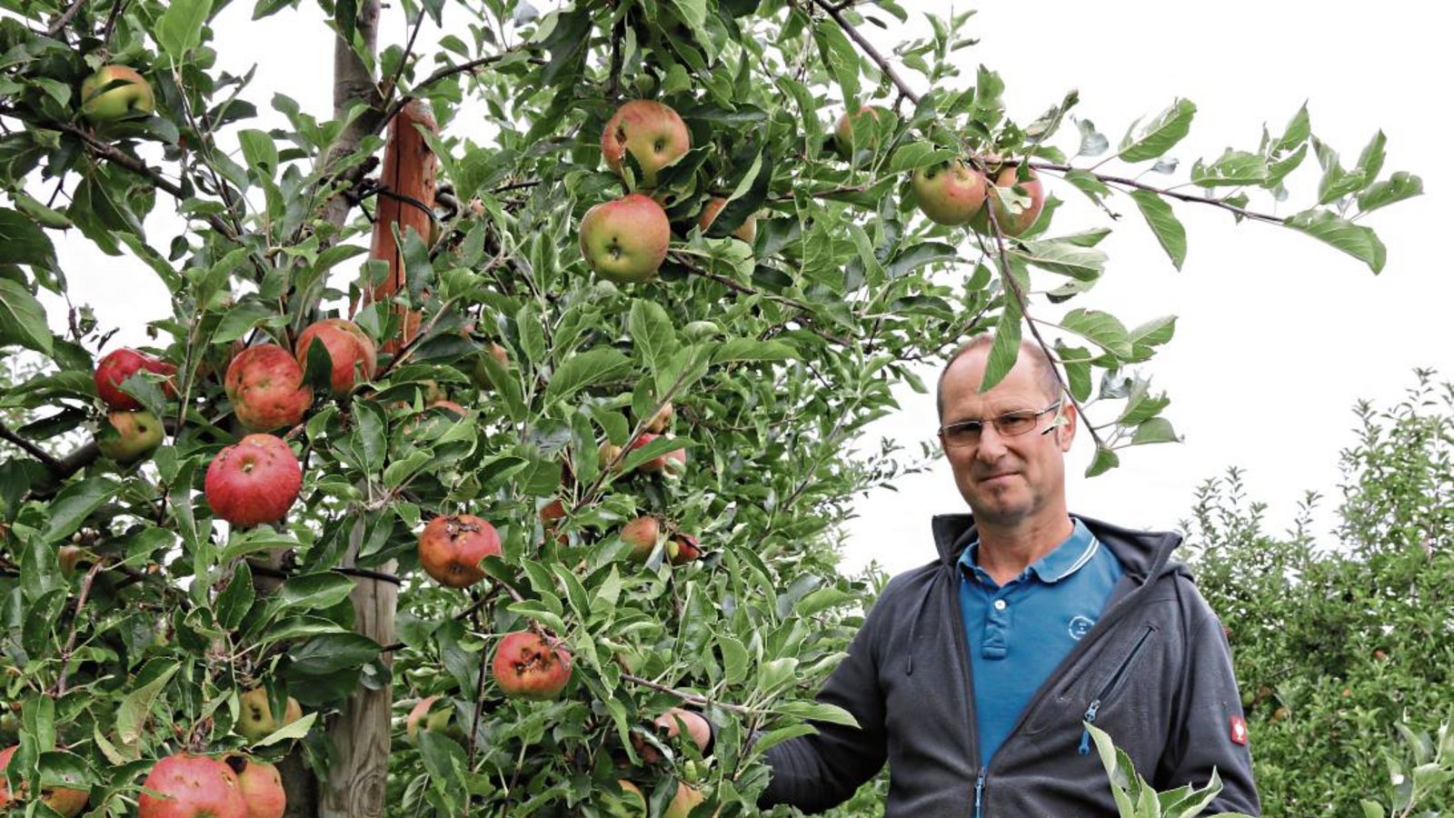 Gegen das Volksbegehren „Rettet die Bienen“: Andreas Beck, Vorsitzender des Arbeitskreises Erwerbsobstbau Kreis Ludwigsburg, in einer vom Hagel geschädigten Apfelplantage in Nussdorf. Foto: Bögel