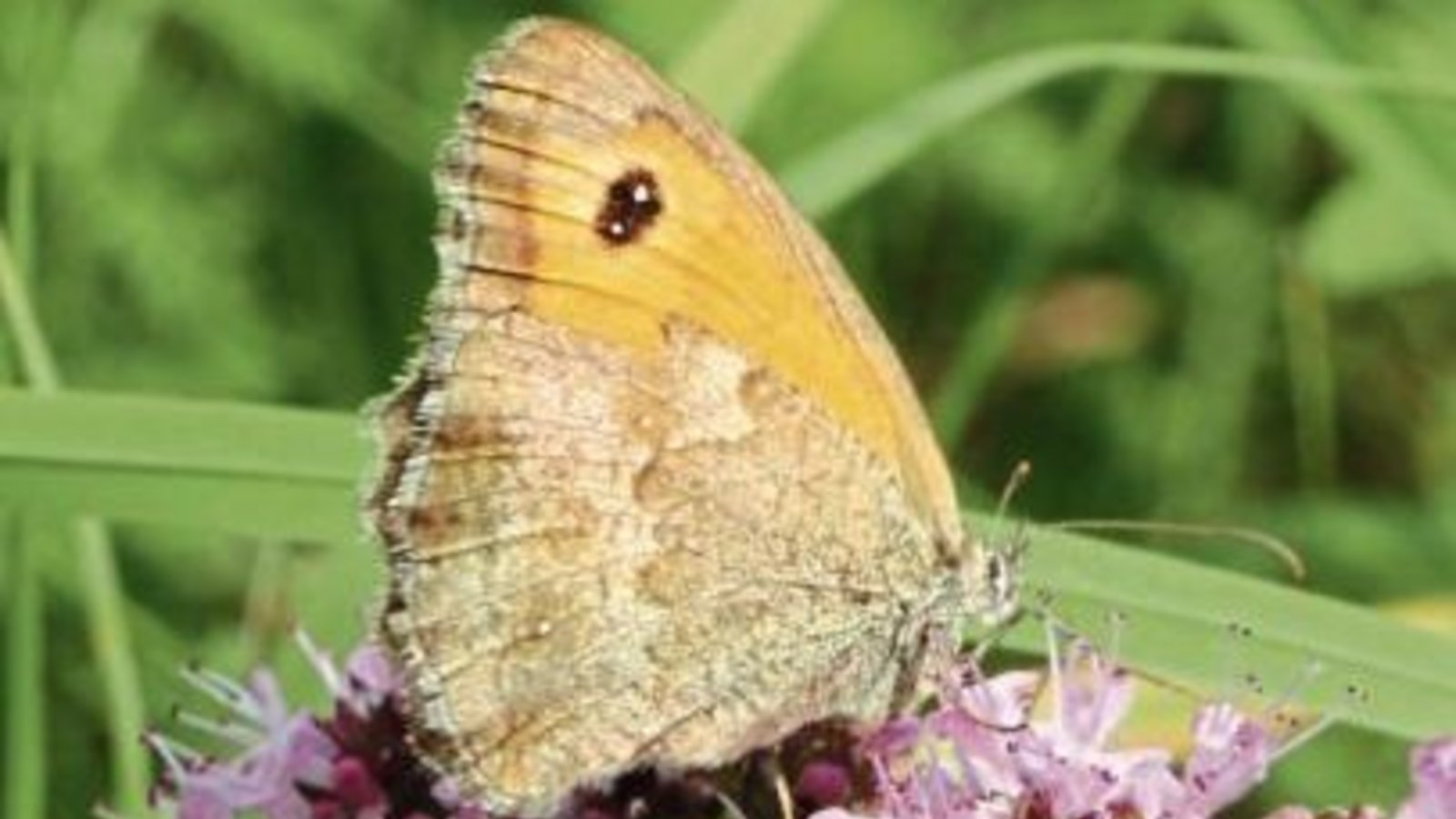 Ochsenauge auf Wildem Oregano. Ochsenauge auf Wildem Oregano.