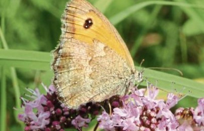 Ochsenauge auf Wildem Oregano.