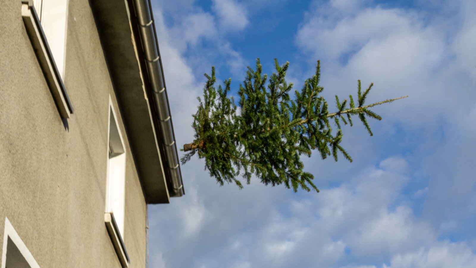Schmeißen die Schweden an "Knut" wirklich den Weihnachtsbaum aus dem Fenster?Foto: Gabor Tinz/ Shutterstock