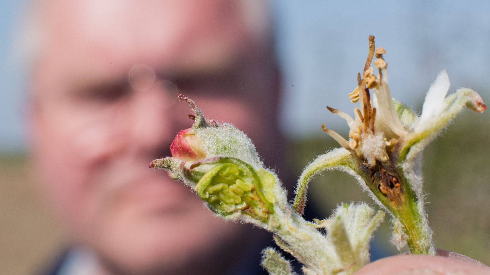 Blüten, die beim Spätfrost erfroren sind.Foto: dpa/Julian Stratenschulte Blüten, die beim Spätfrost erfroren sind.Foto: dpa/Julian Stratenschulte