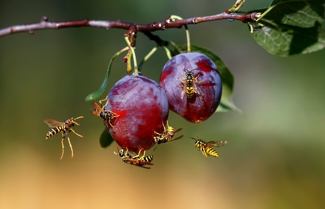 Wespen stehen wie Hornissen unter besonderem Artenschutz.<span class='image-autor'>Foto: Bachkova Natalia / shutterstock.com</span>