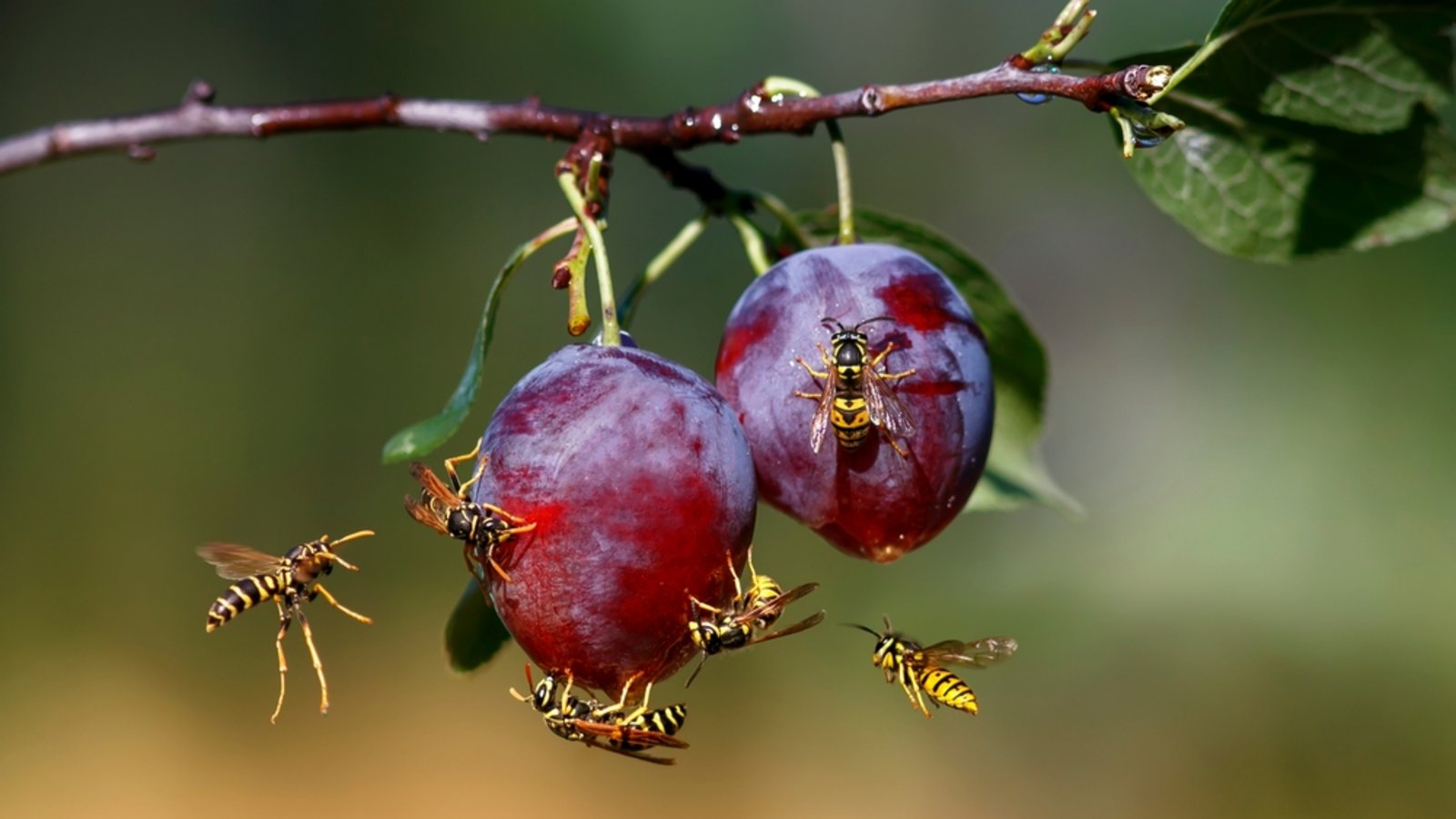 Wespen stehen wie Hornissen unter besonderem Artenschutz.Foto: Bachkova Natalia / shutterstock.com Wespen stehen wie Hornissen unter besonderem Artenschutz.Foto: Bachkova Natalia / shutterstock.com