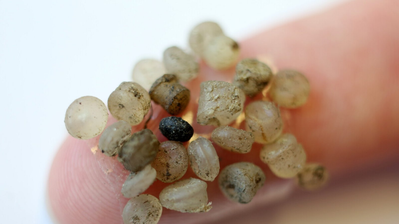 Plastik lässt sich inzwischen fast überall auf der Welt finden – oft in kleinste Partikel zerfallen.Foto: Bernd Wüstneck/dpa-Zentralbild/d Plastik lässt sich inzwischen fast überall auf der Welt finden – oft in kleinste Partikel zerfallen.Foto: Bernd Wüstneck/dpa-Zentralbild/d