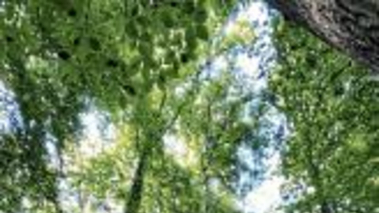 Waldbaden ist gut für die Gesundheit. p Waldbaden ist gut für die Gesundheit. p