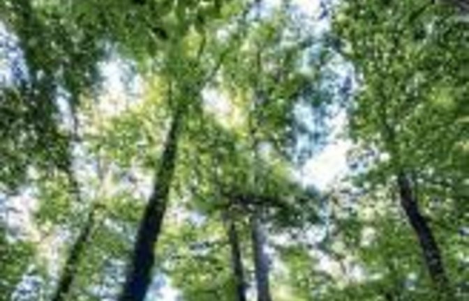 Waldbaden ist gut für die Gesundheit.  p