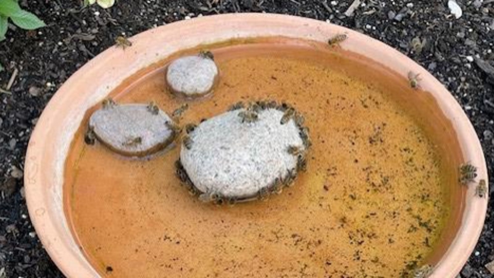 „Die Bienen suchen auch das (kühle) Nass“, schreibt Klaus-Peter Hilgers zu seinem Foto, das zeigt, wie gut eine Schale Wasser im Tierreich ankommt.