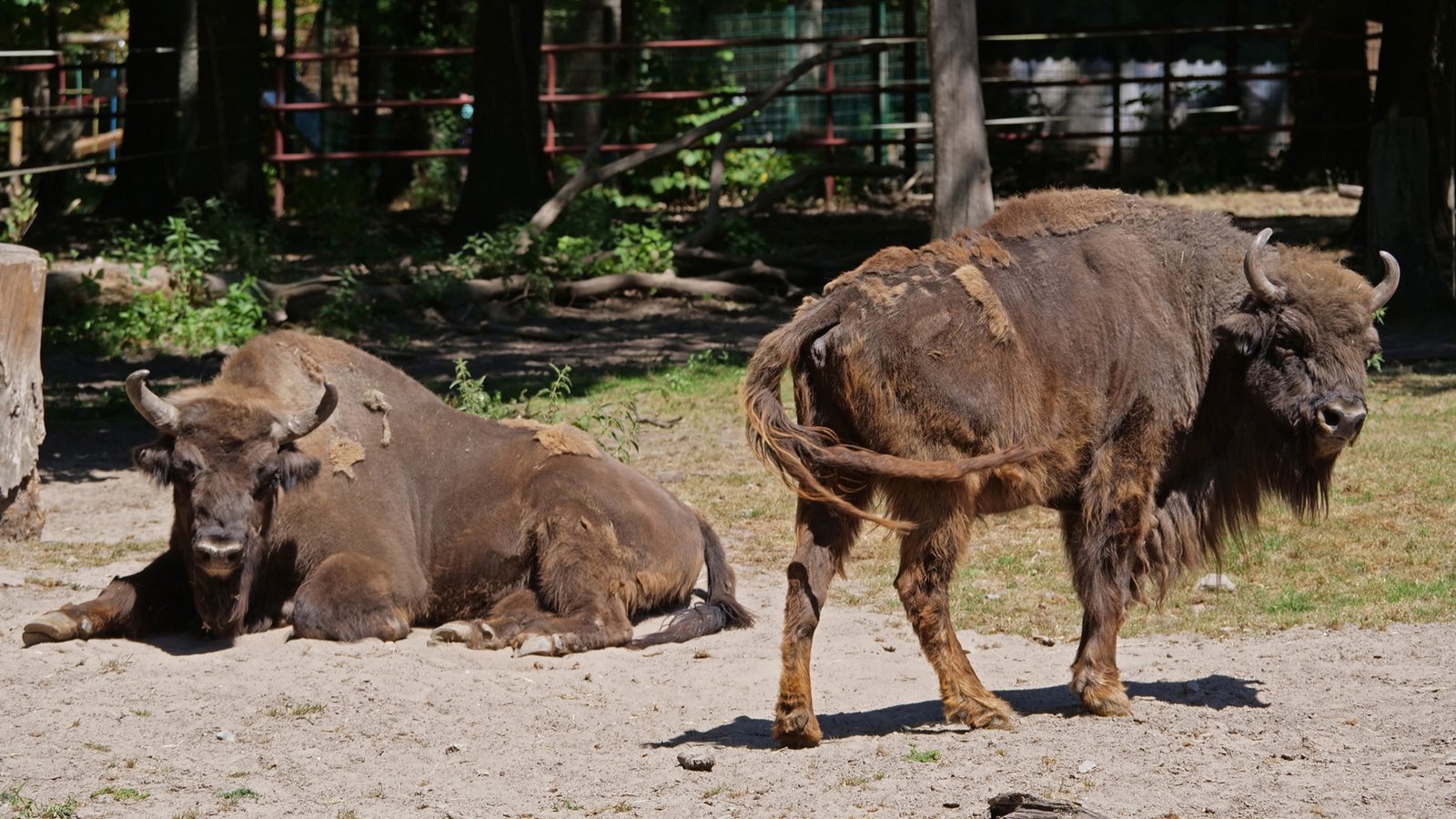 Das Wisent ist das stärkste Tier im Wildpark. Es wird in einer sogenannten Hands-off-Haltung betreut, sprich: Es gibt keinen direkten Körperkontakt. Foto: Friedrich Das Wisent ist das stärkste Tier im Wildpark. Es wird in einer sogenannten Hands-off-Haltung betreut, sprich: Es gibt keinen direkten Körperkontakt. Foto: Friedrich