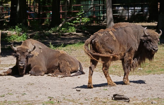Das Wisent ist das stärkste Tier im Wildpark. Es wird in einer sogenannten Hands-off-Haltung betreut, sprich: Es gibt keinen direkten Körperkontakt.  <span class='image-autor'>Foto: Friedrich</span>