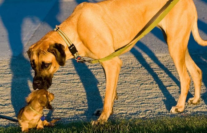 Dass große Hunde meist früher sterben als kleine, ist schon lange bekannt.<span class='image-autor'><a target="_blank" rel="nofollow" href="https://commons.wikimedia.org/wiki/File:Big_and_small_dog.jpg">Dan Bennett, CC BY 2.0, via Wikimedia Commons</a></span>