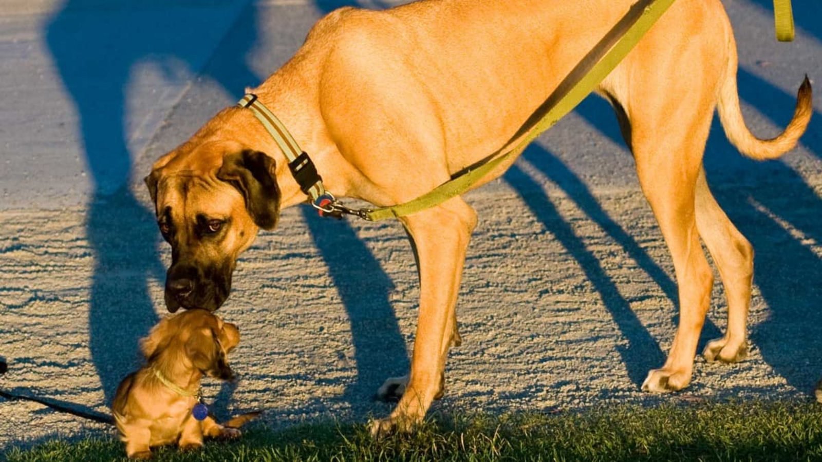 Dass große Hunde meist früher sterben als kleine, ist schon lange bekannt.Dan Bennett, CC BY 2.0, via Wikimedia Commons