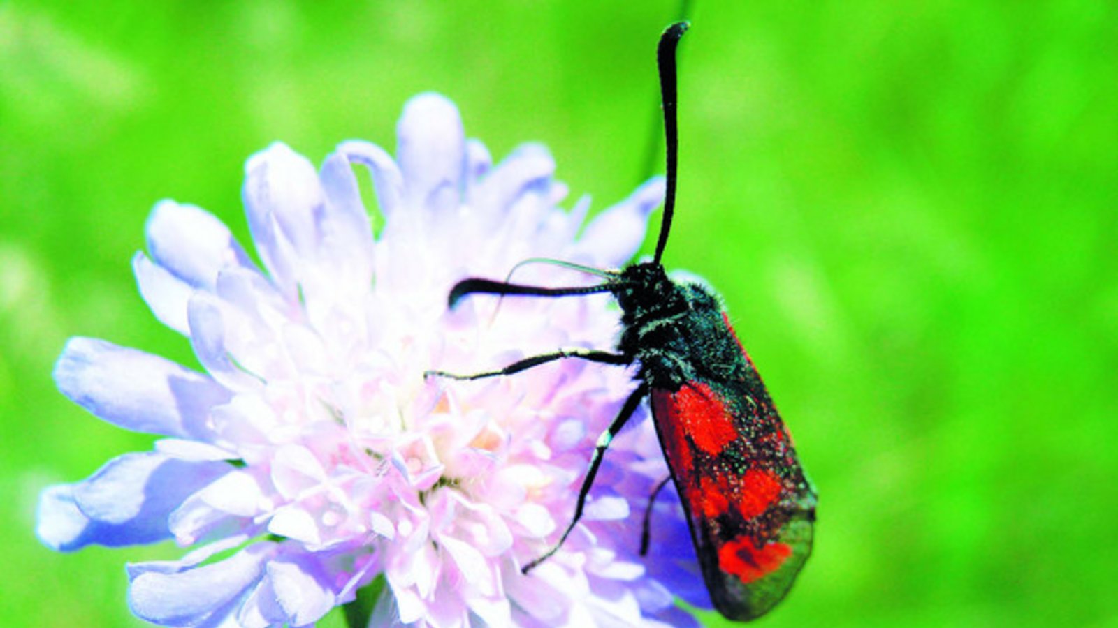 Seltenheit mit roten Pünktchen: die Widderchen. Foto: Rücker