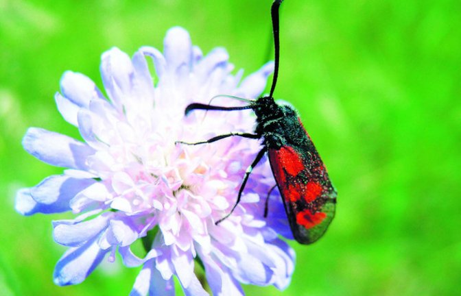 Seltenheit mit roten Pünktchen: die Widderchen. Foto: Rücker