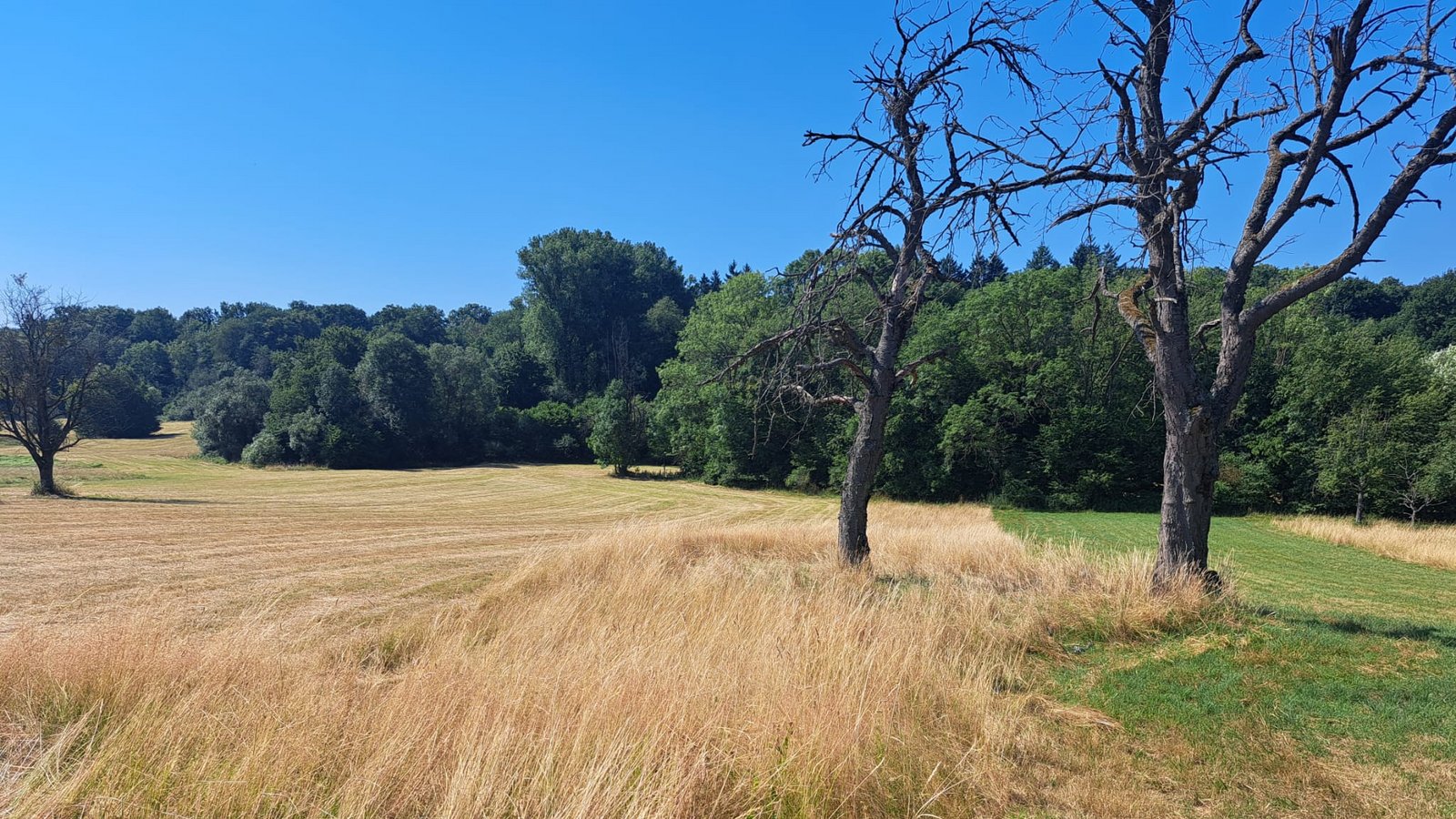 Einfach mal stehen lassen: Solche ungemähten Wiesenstücke sind ein wichtiger Baustein zum Erhalt der Artenvielfalt.                     Foto: LE/Anna Derman