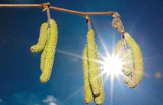 Was Sonnenanbeter in Iptingen freut, lässt Allergiker schaudern. Foto: Küppers