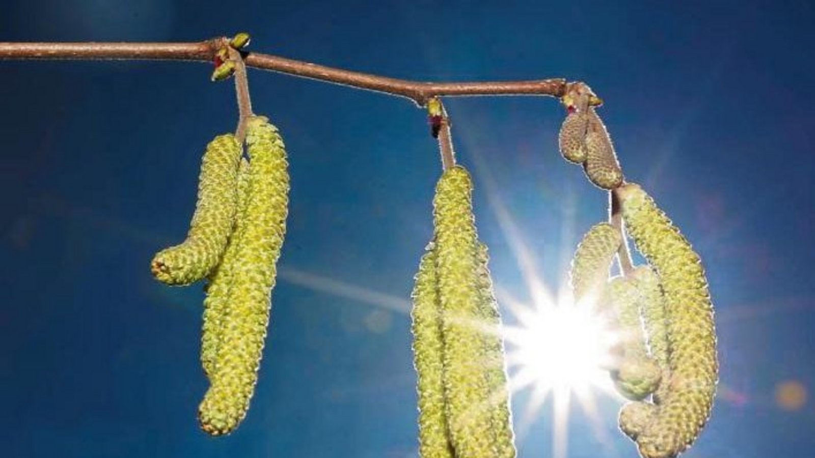 Was Sonnenanbeter in Iptingen freut, lässt Allergiker schaudern. Foto: Küppers