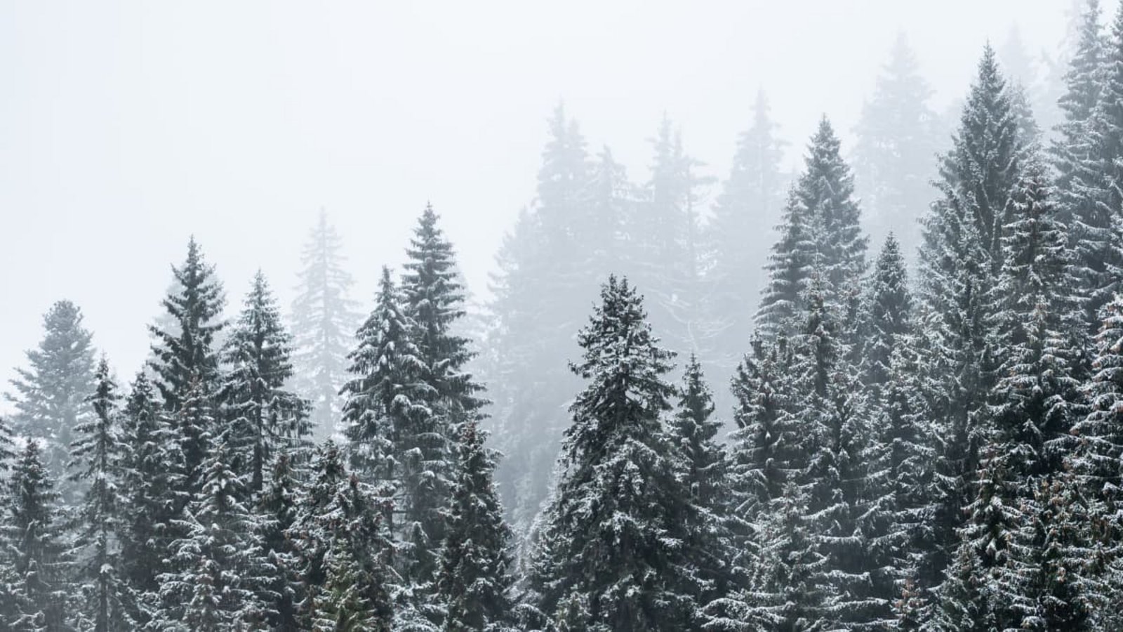 Erster Schnee wird diese Woche auf dem Feldberg erwartet (Archivbild).Silas Stein/dpa Erster Schnee wird diese Woche auf dem Feldberg erwartet (Archivbild).Silas Stein/dpa