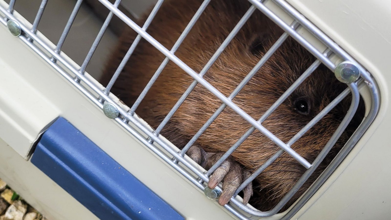 Der Biber wurde in einer Transportbox zum Tierarzt gebracht.Foto: dpa