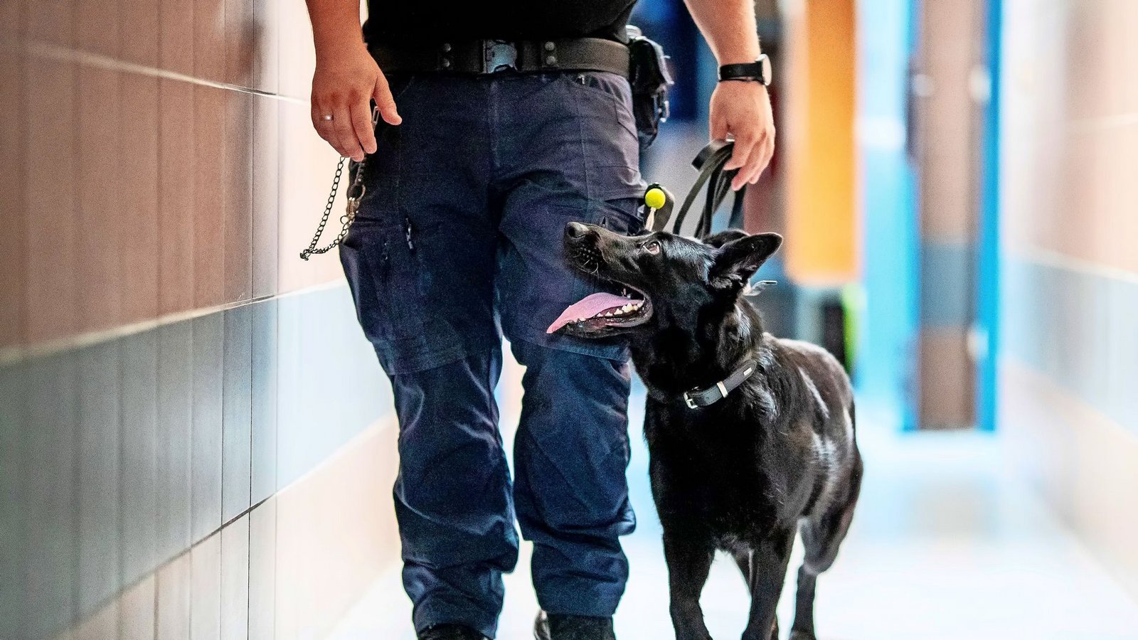 Emily auf dem Weg zum Einsatz.Foto: Leonberger Kreiszeitung /Christoph Schmidt
