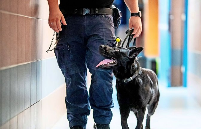 Emily auf dem Weg zum Einsatz.<span class='image-autor'>Foto: Leonberger Kreiszeitung /Christoph Schmidt</span>