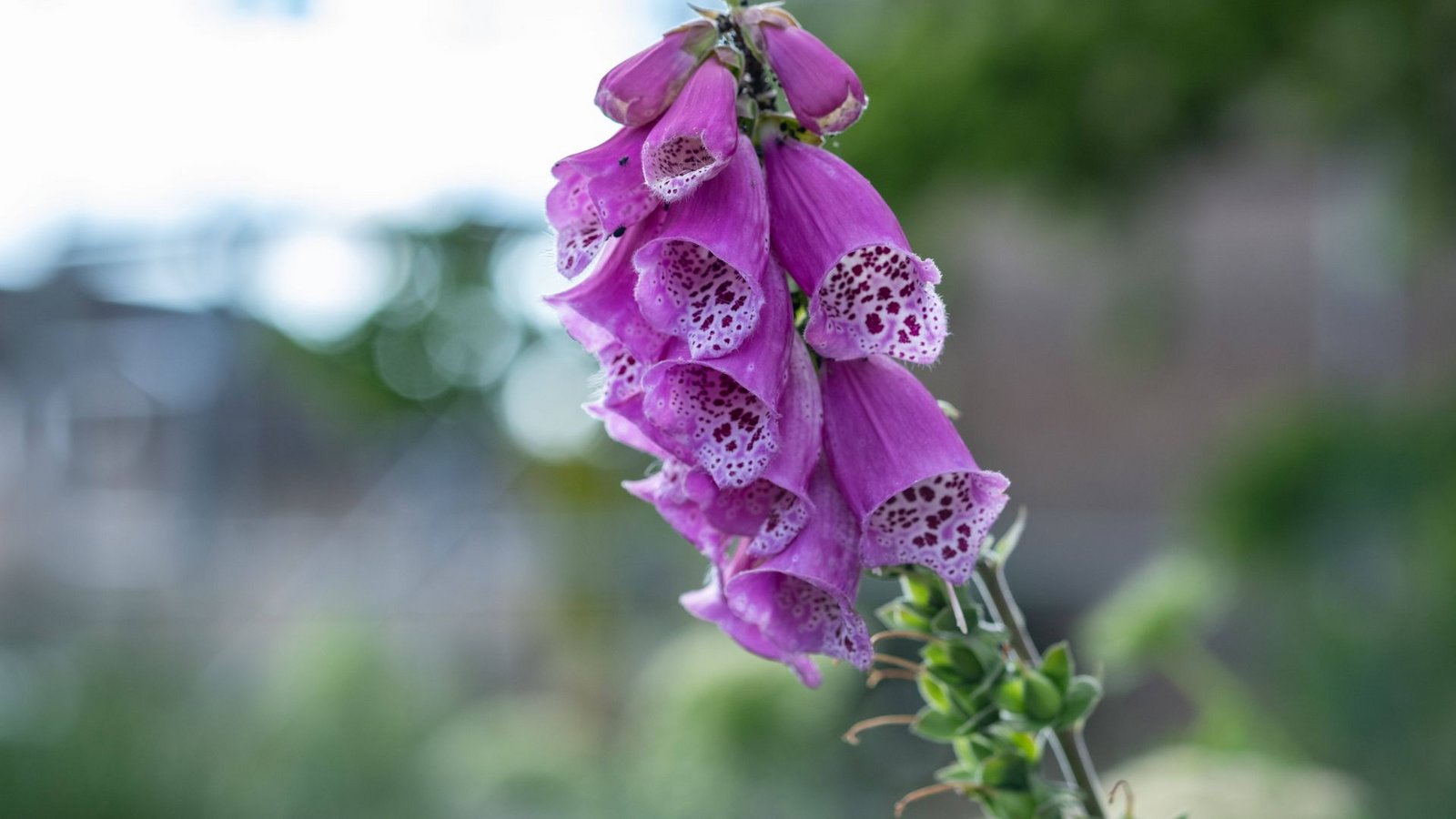 Roter Fingerhut (Digitalis purpurea): Der Rote Fingerhut ist in der Volksmedizin schon lange als Mittel gegen Herzinsuffizienz (Herzschwäche) bekannt und wird seit dem späten 18. Jahrhundert medizinisch verwendet. Alle Pflanzenteile sind hochgiftig. Bereits der Verzehr von zwei bis drei Fingerhutblättern kann tödlich enden. Die ersten Anzeichen einer Vergiftung sind Übelkeit, Erbrechen, Ohrensausen, Schwindelanfälle und ein Sinken der Pulsfrequenz.Foto: Imago/Wassilis Aswestopoulos Roter Fingerhut (Digitalis purpurea): Der Rote Fingerhut ist in der Volksmedizin schon lange als Mittel gegen Herzinsuffizienz (Herzschwäche) bekannt und wird seit dem späten 18. Jahrhundert medizinisch verwendet. Alle Pflanzenteile sind hochgiftig. Bereits der Verzehr von zwei bis drei Fingerhutblättern kann tödlich enden. Die ersten Anzeichen einer Vergiftung sind Übelkeit, Erbrechen, Ohrensausen, Schwindelanfälle und ein Sinken der Pulsfrequenz.Foto: Imago/Wassilis Aswestopoulos