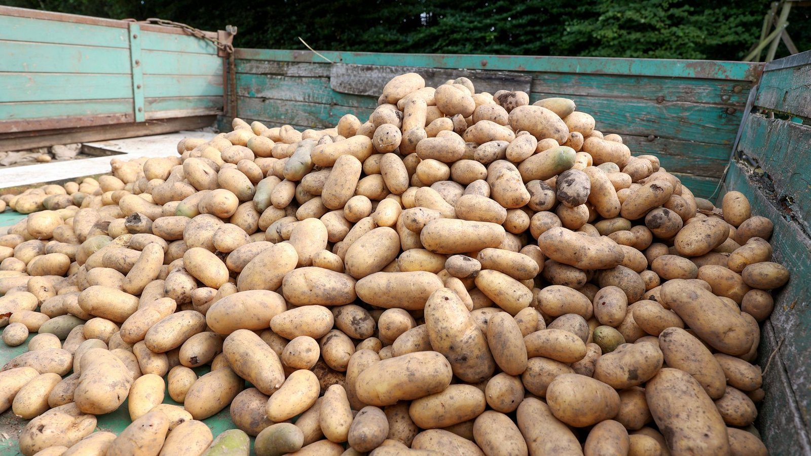 Ungünstige Witterungsbedingungen werden in diesem Jahr wohl für eine schlechte Ernte in Deutschland sorgen. (Symbolbild)Foto: imago/Rene Traut Ungünstige Witterungsbedingungen werden in diesem Jahr wohl für eine schlechte Ernte in Deutschland sorgen. (Symbolbild)Foto: imago/Rene Traut