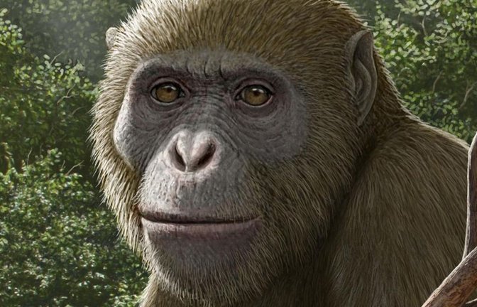 So könnte Masripithecus moghraensis ausgesehen haben.<span class='image-autor'>Foto: Mauricio Antón</span>