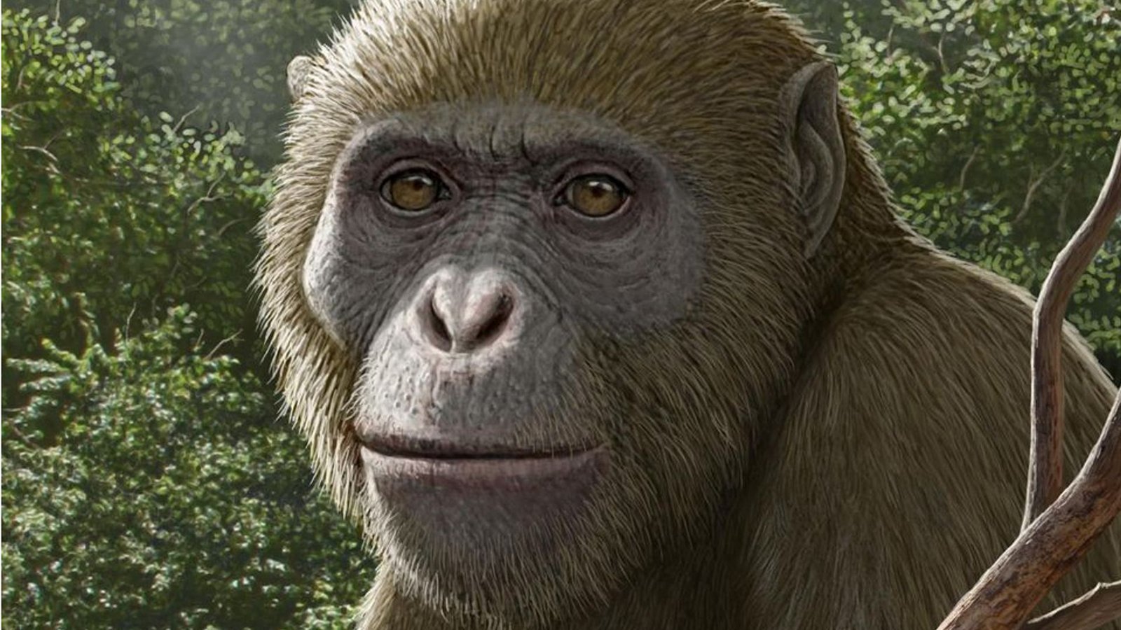 So könnte Masripithecus moghraensis ausgesehen haben.Foto: Mauricio Antón So könnte Masripithecus moghraensis ausgesehen haben.Foto: Mauricio Antón