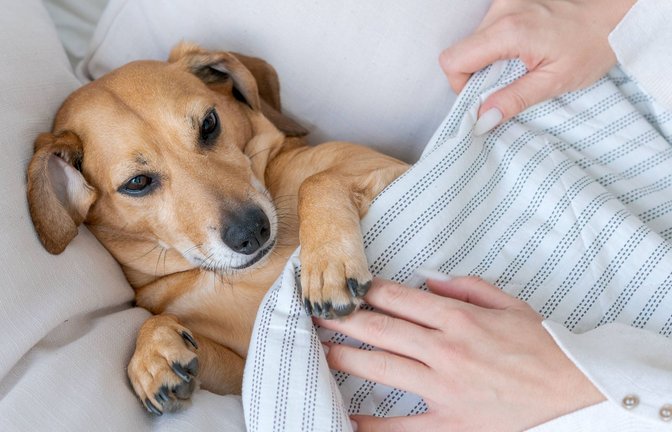 Wiedersehen im Himmel? Für viele Tierbesitzer ist die Vorstellung uneträglich, dass mit dem Tod ihres geliebten Vierbeiners alles vorbei sein soll.<span class='image-autor'>Foto: Imago/Zoonar</span>