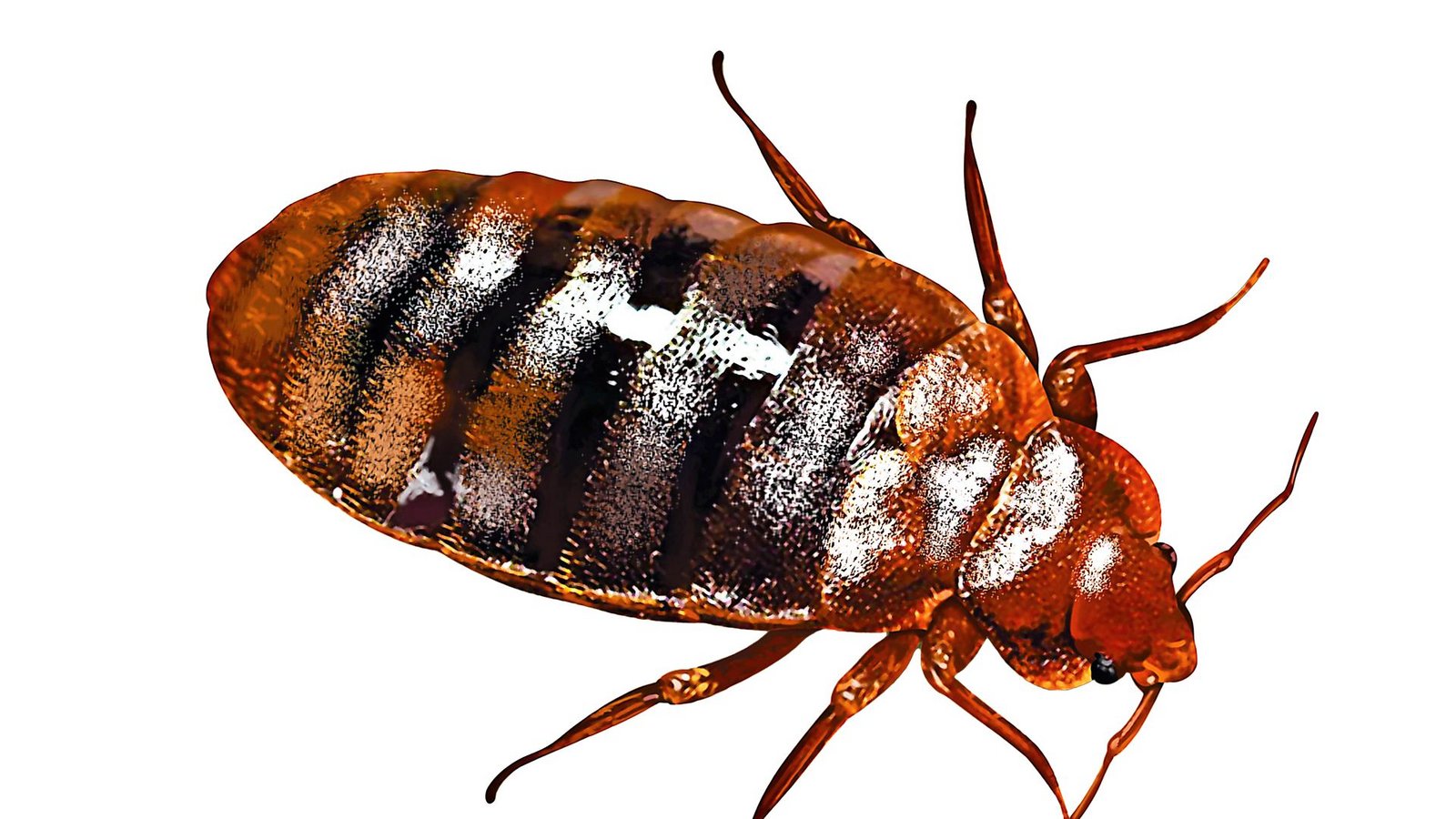 Lästig: Cimex lectulariusFoto: editonepankaj16 - stock.adobe.com
